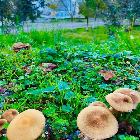 Hotel Phalesia Glamping